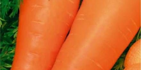 Dayana carrot